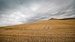 nature field landscape overcast yellow stubble field