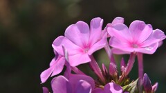 nature Flowers petunias
