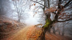 nature forest Trees path mist dirt road