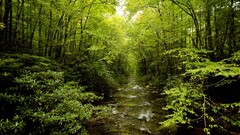nature forest water Trees river foliage deep forest Green