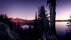 nature landscape Mountains Lake Trees rock dead trees Violet