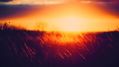 nature landscape sunlight grass sunset golden hour
