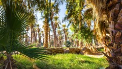 nature palm trees tropical tropical forest Green grass sunlight