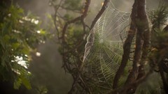 nature spiderwebs Plants