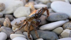 nature stones crabs crustaceans