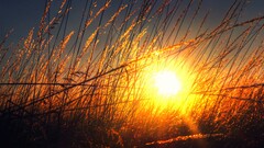 nature sunlight Plants golden hour