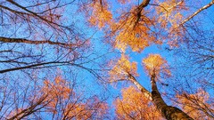 nature Trees fall sky worm's eye view bottom view