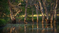 nature water swamp dead trees