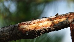 nature Wax Wood branch