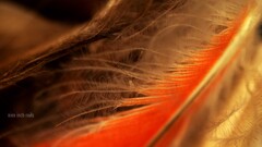 nine inch nails The Downward Spiral Music