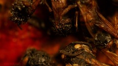 nine inch nails The Downward Spiral red