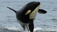 Orca Animals nature