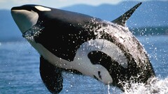 Orca Sea splashes Animals
