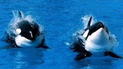 Orca water whale Animals