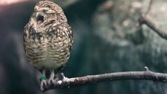 owl Animals Birds yawning