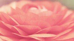 pink pink flower macro Flowers