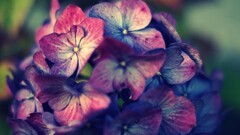 pink purple hydrangea Flowers Plants macro