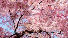 pink Trees nature Magnolia cherry blossom