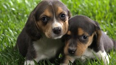 Puppies Beagles dog baby animals Animals