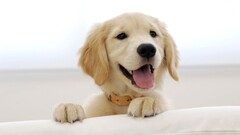 Puppies dog golden retrievers Animals