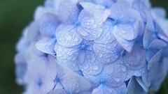purple hydrangea Flowers dew water drops Plants