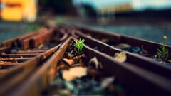 railway Plants outdoors railroad track