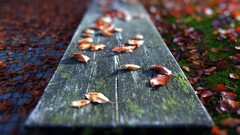 red leaves leaves outdoors Wood