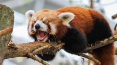 red panda nature Animals