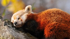 red panda panda nature Animals