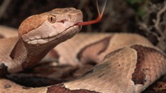 Reptiles vipers Animals Copperhead snake