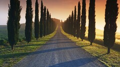 road landscape Trees sunlight Italy in-line