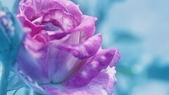 rose Flowers macro purple flower cyan