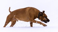 running snow Animals dog rhodesian ridgeback collar