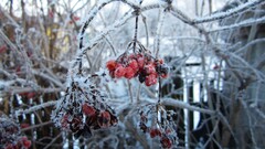 Russia winter snow rowan rowanberry snowflakes closeup macro ice