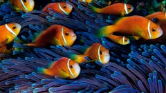 sea anemones fish clownfish Animals Sea Life