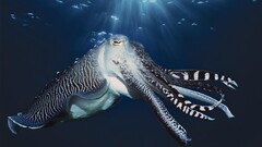 Sea cuttlefish Animals