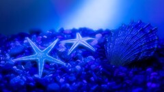 seashell blue blue background