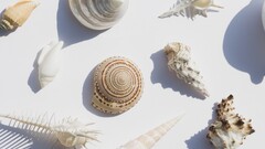 seashell white Sea