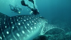 shark Animals Divers fish