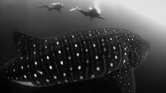 shark Animals Divers monochrome underwater dots wildlife