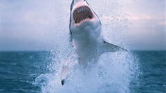 shark great white shark) Animals Sea
