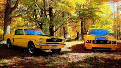 Shelby GT Car fall yellow cars fallen leaves yellow sunlight