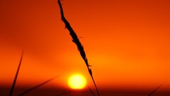 silhouette sunset sun nature golden hour