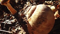 snail Animals outdoors