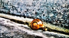 snail nature Animals