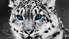 snow leopards selective coloring leopard (animal) cats big cats