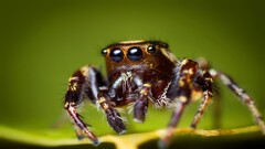 spider jumping spider Animals Green macro Arachnid nature