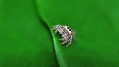 spider jumping spider Animals