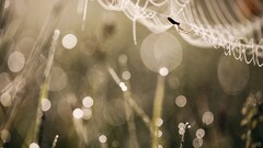 spider macro Animals spiderwebs