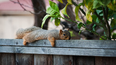 squirrel Animals nature